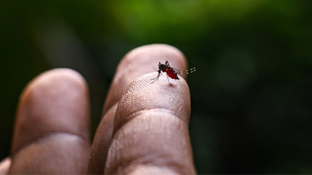 Sociedad Venezolana de Infectología advierte que repunte de casos de dengue es alarmante