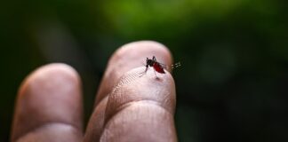 Sociedad Venezolana de Infectología advierte que repunte de casos de dengue es alarmante Sociedad Venezolana de Infectología advierte que repunte de casos de dengue es alarmante