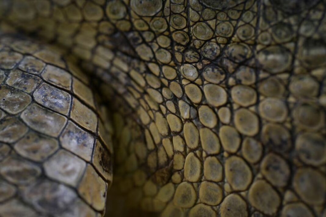 Cocodrilo del Orinoco: Una especie en peligro de extinción por la caza furtiva y el hambre en Venezuela Cocodrilo del Orinoco: Una especie en peligro de extinción por la caza furtiva y el hambre en Venezuela