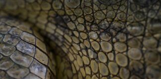 Cocodrilo del Orinoco: Una especie en peligro de extinción por la caza furtiva y el hambre en Venezuela Cocodrilo del Orinoco: Una especie en peligro de extinción por la caza furtiva y el hambre en Venezuela