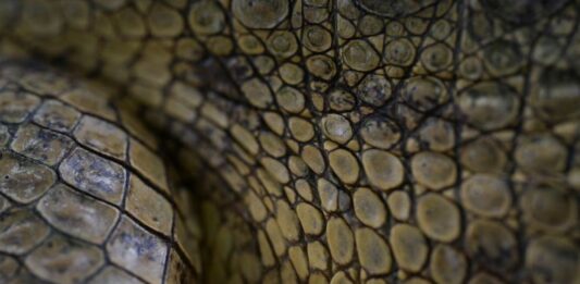 Cocodrilo del Orinoco: Una especie en peligro de extinción por la caza furtiva y el hambre en Venezuela