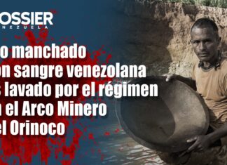 Oro manchado con sangre venezolana es lavado por el régimen en el Arco Minero del Orinoco Oro manchado con sangre venezolana es lavado por el régimen en el Arco Minero del Orinoco