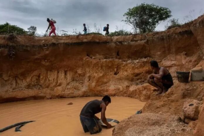 SOS Orinoco denunció complicidad institucional en el auge de la minería ilegal en el Amazonas de Venezuela SOS Orinoco denunció complicidad institucional en el auge de la minería ilegal en el Amazonas de Venezuela