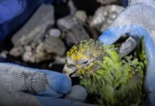 Fundaciones animalistas de Venezuela buscan recursos para seguir rescatando a las mascotas víctimas de los terremotos Fundaciones animalistas de Venezuela buscan recursos para seguir rescatando a las mascotas víctimas de los terremotos
