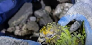 Fundaciones animalistas de Venezuela buscan recursos para seguir rescatando a las mascotas víctimas de los terremotos Fundaciones animalistas de Venezuela buscan recursos para seguir rescatando a las mascotas víctimas de los terremotos