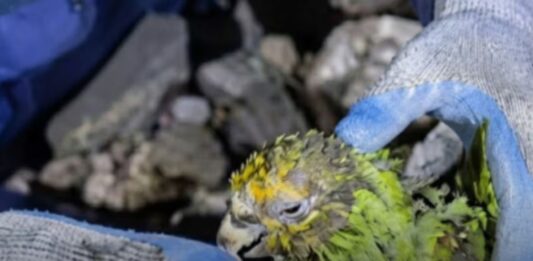 Fundaciones animalistas de Venezuela buscan recursos para seguir rescatando a las mascotas víctimas de los terremotos