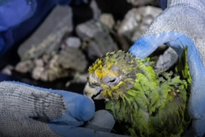 Fundaciones animalistas de Venezuela buscan recursos para seguir rescatando a las mascotas víctimas de los terremotos Fundaciones animalistas de Venezuela buscan recursos para seguir rescatando a las mascotas víctimas de los terremotos