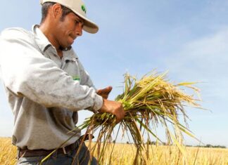 Productores venezolanos denuncian asfixia al sector con importaciones baratas de arroz y azúcar