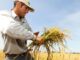 Productores venezolanos denuncian asfixia al sector con importaciones baratas de arroz y azúcar