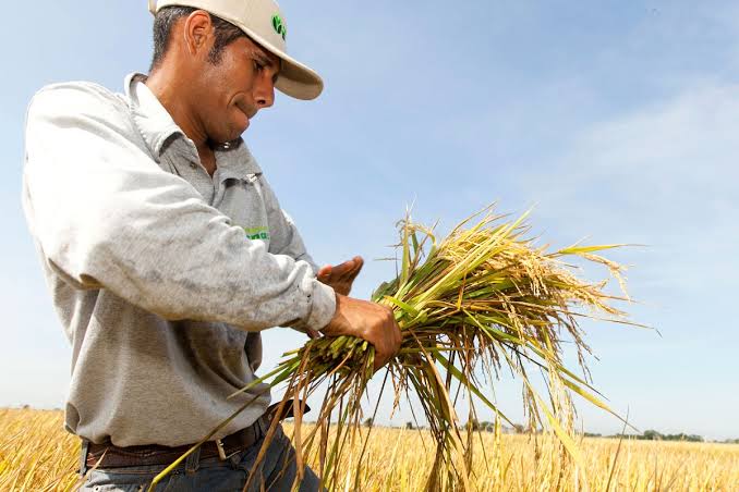 Productores venezolanos denuncian asfixia al sector con importaciones baratas de arroz y azúcar Productores venezolanos denuncian asfixia al sector con importaciones baratas de arroz y azúcar